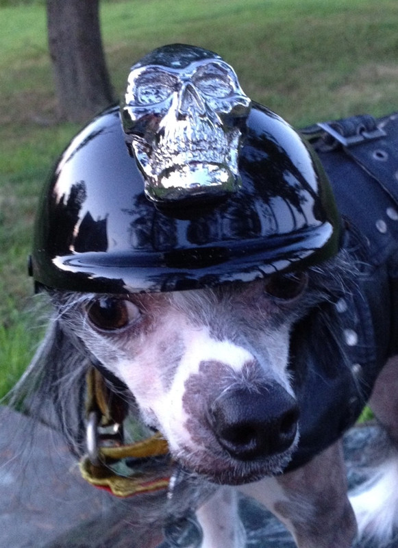 dog helmet