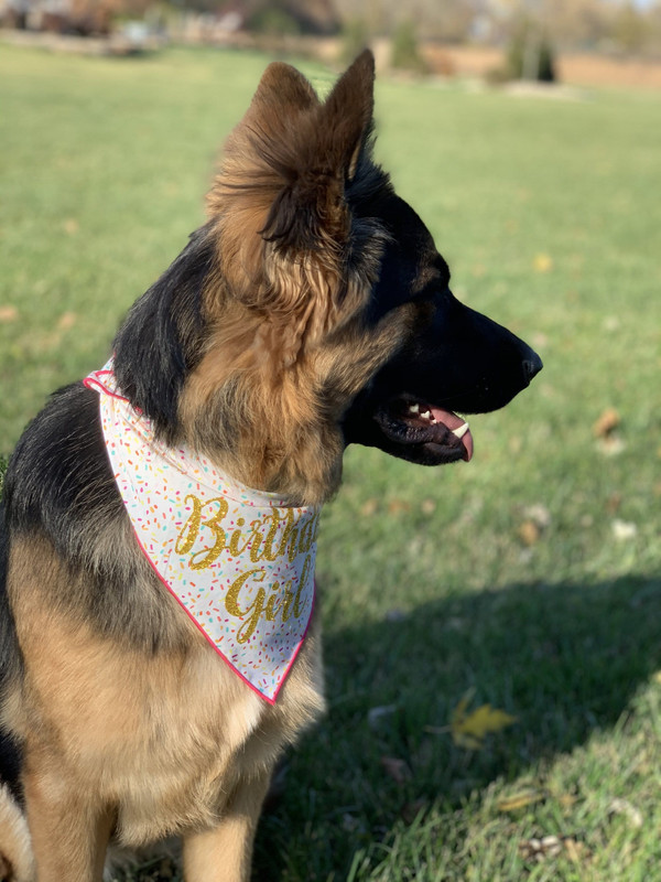 Dog Bandana - birthday Dog Bandanas For Boy And Girl Dogs