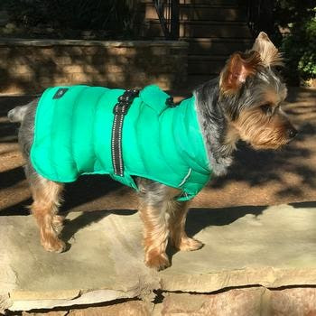 Dog Puffer Jacket Arcadia Rockstar Puppy Boutique