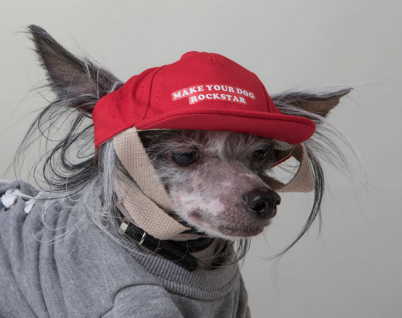 Red Dog Hat | Make Your Dog Rockstar