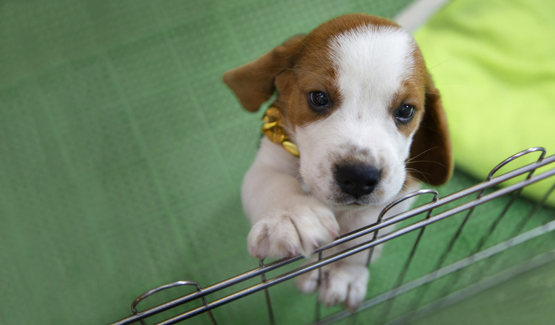 https://cdn11.bigcommerce.com/s-zy7iaurt44/images/stencil/800x800/uploaded_images/cute-eye-puppy-dog-pound-cage-min.jpg?t=1661155011