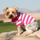Little dog wearing Dog Polo Shirt - Pink Yarrow and White