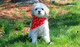 Dog Bandana - White Bones on Red Paws