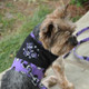 Mesh Dog Harness - Too Cute To Spook