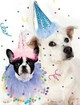 Dog Party Hat