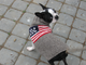 Fair Trade American Flag Hoodie Dog Sweater