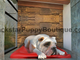 dog house interior with wood beams on the ceiling