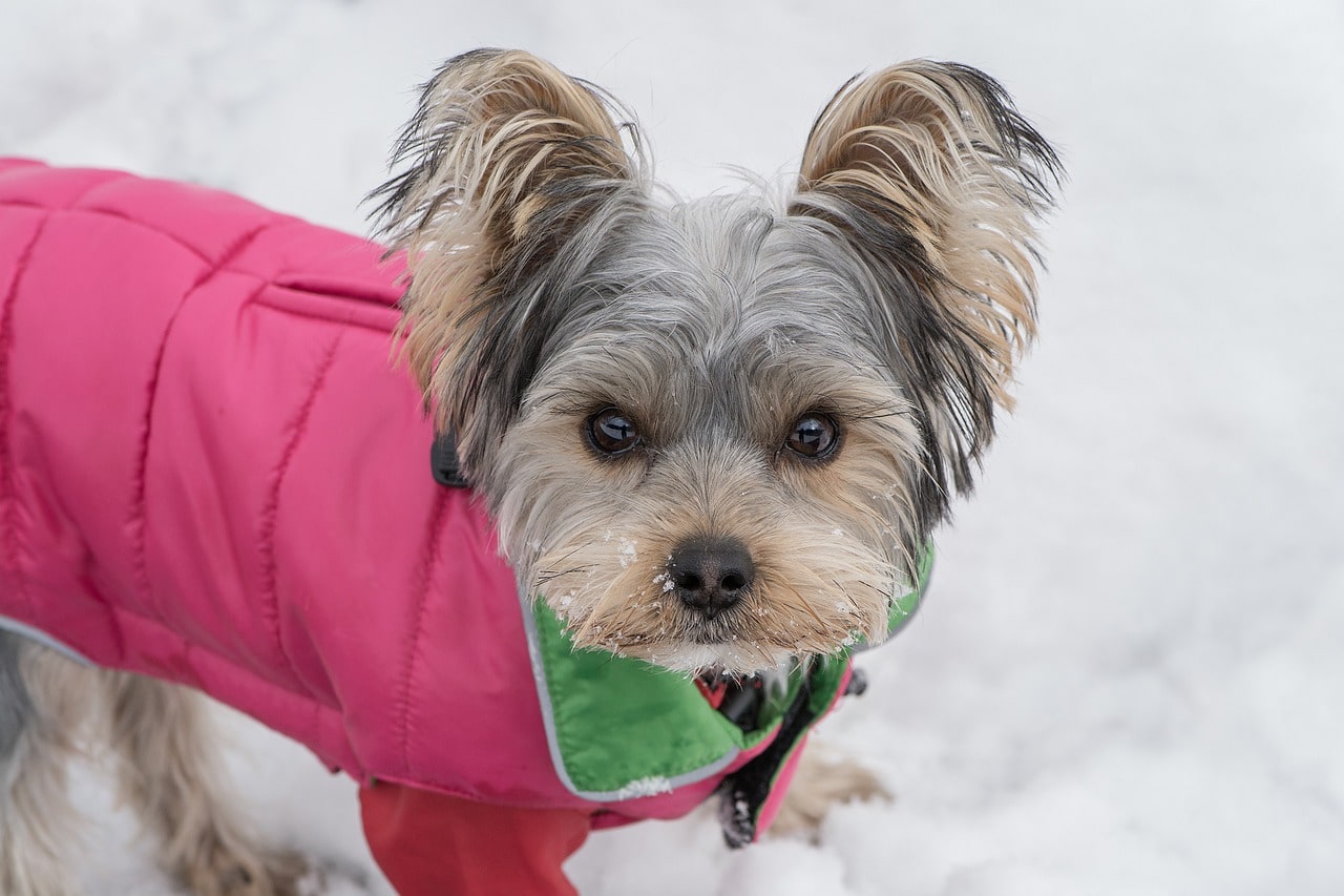 Are Dog Clothes Necessary?
