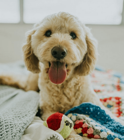 The Benefits of Owning a Dog