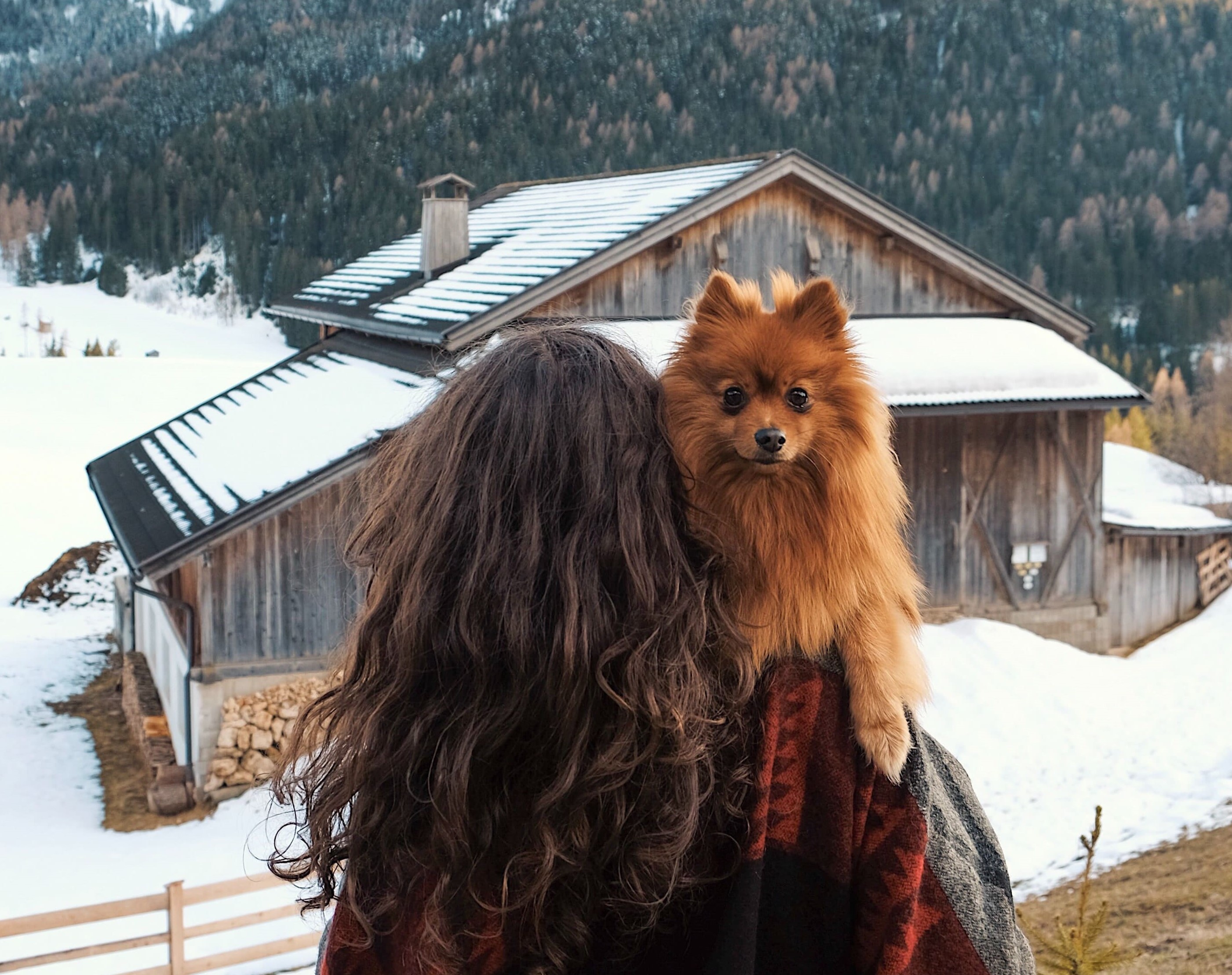 How to Insulate a Doghouse