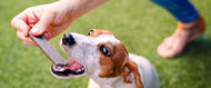 Tuggben till hundar: Veterinärens råd