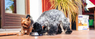 Foder till hund och katt: 11 effektiva ingredienser 