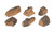 Real Fyre Wood Chips 6 ea.