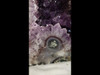 Amethyst Church Crystal Cathedral Geode -  Over 12" Tall