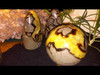 Large Polished Septarian (Septerye) Sphere