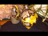 Large Polished Septarian (Septerye) Sphere