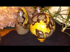 Large Polished Septarian (Septerye) Sphere