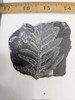 Fossil Fern Slate / Shale