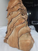 Beautiful Natural Sandstone Sculpture / Free Form from Arizona Sierra -  USA - Over 21 lbs