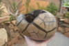 Extra Large Polished Septarian Dragon Egg with cap