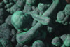 Large Botryodial Malachite Display Piece