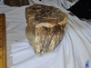 Petrified Wood Log  - Polished Top