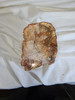 Petrified Wood Log  - Top Polished 