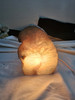 Natural Boulder Quartz Agate Geode Lamp.  Cut and Polished Face