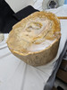 Petrified Wood Stump  - Top Polished - Madagascar