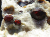 Natural Red Garnets on White Quartz Matrix