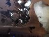 Large Copper Ore Decorator Slab - w/ quartz - Michigan Native Copper #39