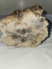 Petrified Wood Log  - Top Polished - Madagascar
