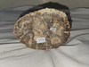 Petrified Wood Log  - Top Polished - Madagascar