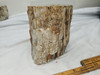 Petrified Wood Log  - Top Polished - Madagascar