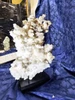 Large Aragonite Mineral Specimen from Mexico