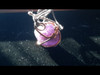 Amethyst Quartz Crystal Bauble Copper Wire Tesla Wrapped Pendant