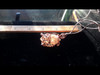 Polished Unheated Citrine Quartz Crystal Copper Wire Tesla Wrapped Pendant