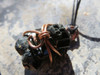 Shiny Black Schorl Tourmaline Crystal Copper Wire Wrapped Pendant - Tesla Wrap