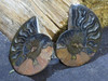 Cut and Polished Black Ammonite Pairs