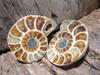 Cut and Polished Medium Ammonite Pairs from Madagascar