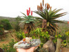 Polished Hand Made Gemstone Tree - Aloe - From South Africa