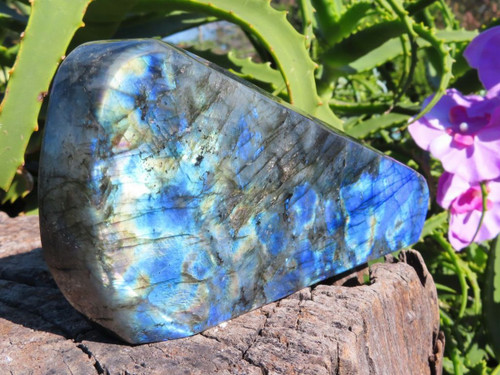 Polished A Grade Polished Chatoyant Labradorite Standing Free Form