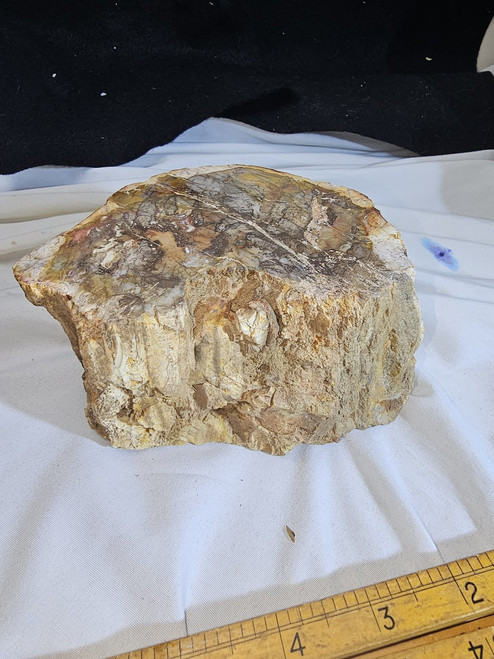 Petrified Wood Log  - Polished Top