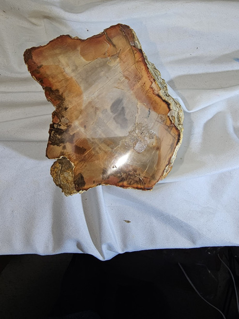 Petrified Wood Log  - Top Polished - Madagascar