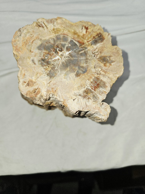 Petrified Wood Log  - Top Polished - Madagascar