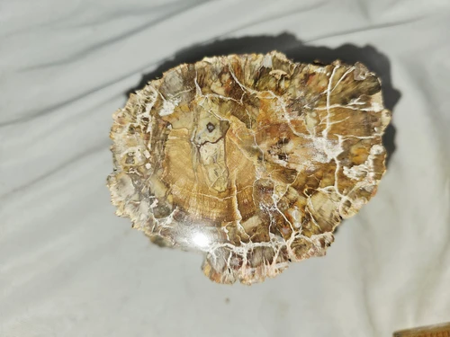 Petrified Wood Log  - Top & Bottom Polished - Madagascar