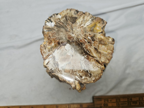 Petrified Wood Log  - Top Polished - Madagascar