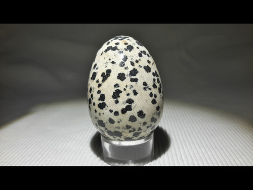 Dalmatian Jasper 45 mm Polished Egg 