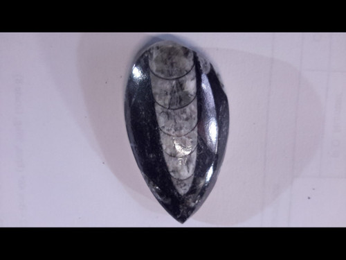 Polished Orthoceras - 1" -2" 