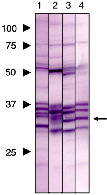 Immunoblot analysis of Prohibitin2 antibody (7F8E3).1) HeLa cell extract2) COS1 cell extract3) NRK cell extract4) Mouse liver extract